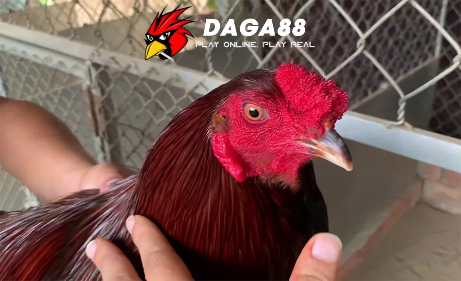 Tổng Hợp Các Loại Mồng Gà Chọi: Sư Kê Nào Cũng Cần Biết 2 DAGA88 Các Ý Nghĩa Của Mồng Gà Chọi Trong Văn Hóa Và Phong Thủy