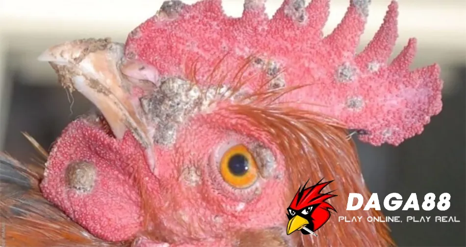 Bệnh Đậu Gà Là Gì? Tìm Hiểu Về Bệnh Truyền Nhiễm Nguy Hiểm Ở Gà 2 DAGA88 Bệnh đậu gà lây lan như thế nào?