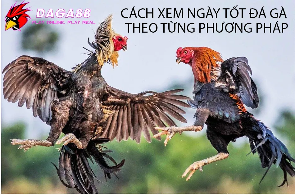 Bí Kíp Xem Ngày Tốt Đá Gà 2024: Theo Dõi Màu Mạng, Chọn Gà Đúng Ngày 1 Các cách Xem Ngày Tốt Đá Gà Theo Từng Phương Pháp DAGA88