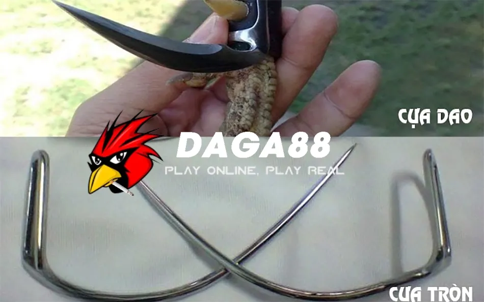 Cách Lên Cựa Gà Chuẩn Xác: Tối Ưu Hóa Chiến Thuật Đá Gà 1 Một số Các Loại Cựa Gà Phổ Biến và Cách Chọn Cựa Phù Hợp DAGA88