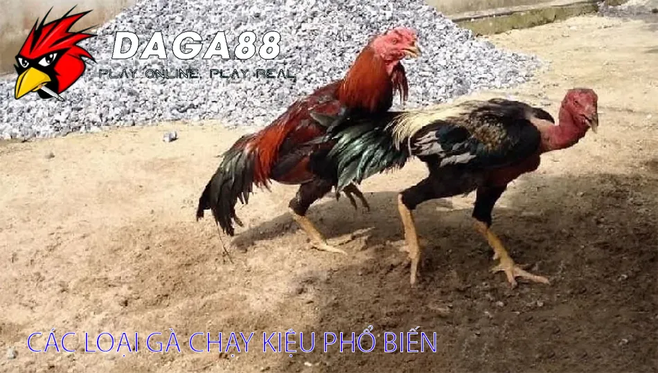 Gà Chạy Kiệu - Tốc Độ Và Sự Khôn Ngoan 2 Đa dạng Các Loại Gà Chạy Kiệu Phổ Biến Hiện Nay DAGA88