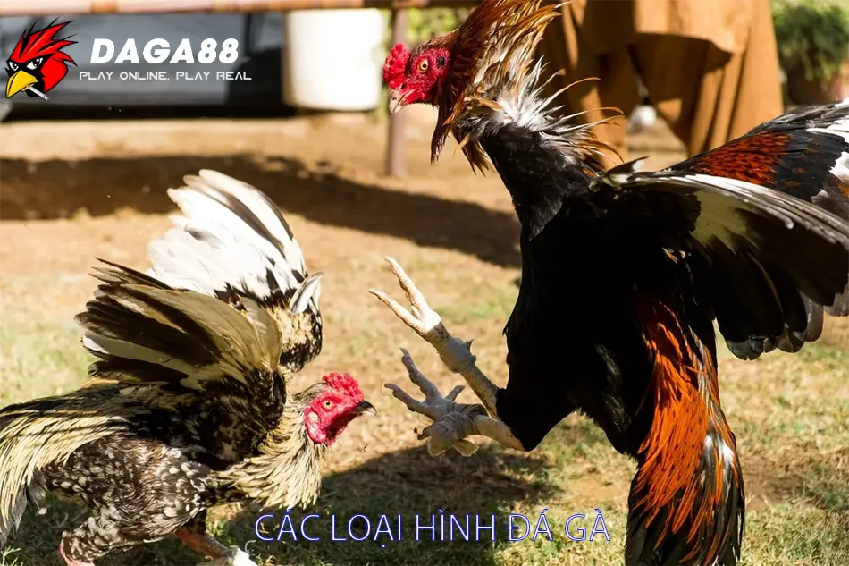 Một số Các Loại Hình Đá Gà Tại DAGA88: Đa Dạng và Hấp Dẫn 