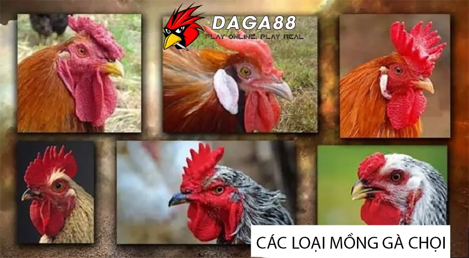 Tổng Hợp Các Loại Mồng Gà Chọi: Sư Kê Nào Cũng Cần Biết 1 Đa Dạng Các Loại Mồng Gà Chọi Phổ Biến Và Đặc Điểm Nhận Dạng daga88