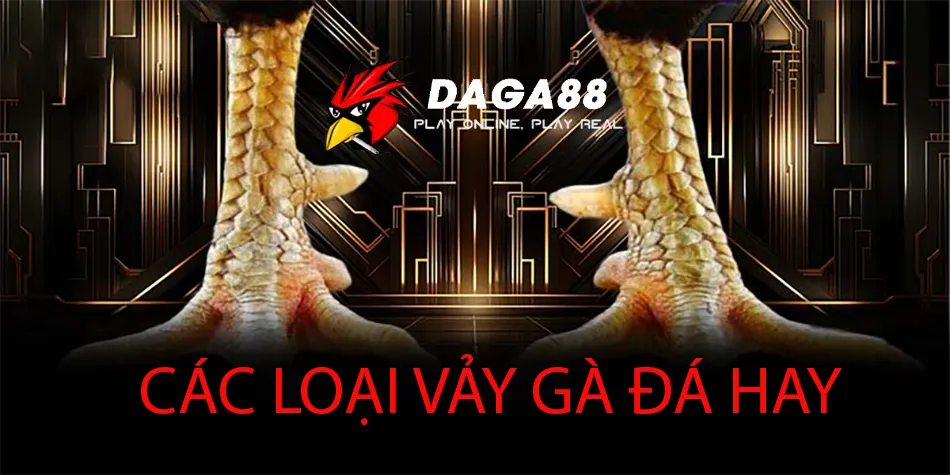 Đa dạng Các loại vảy gà đá hay và cách nhận biết DAGA88