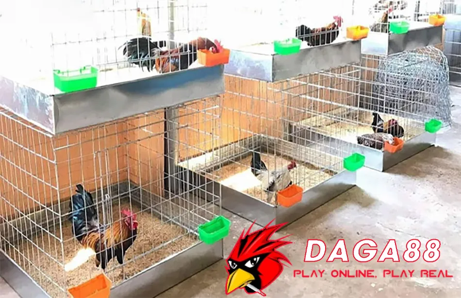 Quy Chuẩn Chuồng Gà Chọi: Môi Trường Lý Tưởng Cho Chiến Kê 3 DAGA88 Các Mô Hình Chuồng Gà Chọi Phổ Biến: Lựa Chọn Tối Ưu Cho Bạn