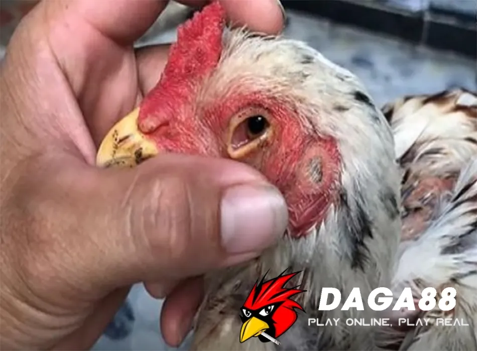 Giải Pháp Nhanh Chóng Chữa Sán Mắt Cho Gà Chọi 2 Một số Các phương pháp điều trị sán mắt cho gà chọi hiệu quả nhất hiện nay DAGA88