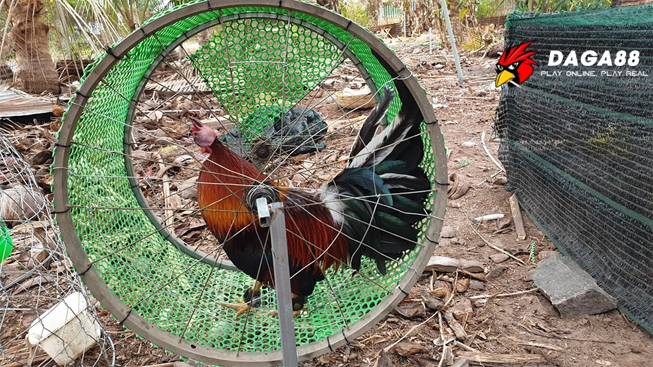 Cách Tập Lực Cho Gà Chọi: Những Bài Tập Quan Trọng Và Hiệu Quả 1 Đa Dạng Các Phương Pháp Tập Lực Hiệu Quả Cho Gà Chọi Sung Sức DAGA88