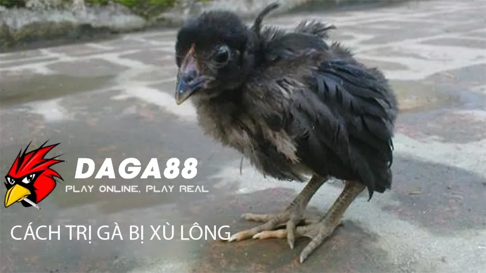 Các Cách Chữa Gà Chọi Bị Xù Lông Hiệu Quả DAGA88