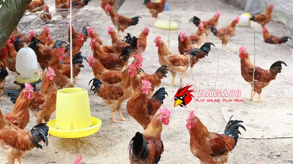 Giải Pháp Nhanh Chóng Chữa Sán Mắt Cho Gà Chọi 3 Những Cách phòng ngừa sán mắt cho gà chọi: Biện pháp hiệu quả và dễ thực hiện DAGA88