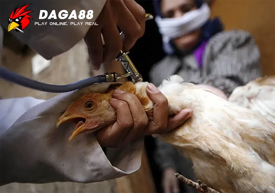 Bệnh Marek ở gà: Hiểu rõ, phòng ngừa và kiểm soát hiệu quả 2 Hướng Dẫn cách phòng và trị bệnh Marek ở gà DAGA88