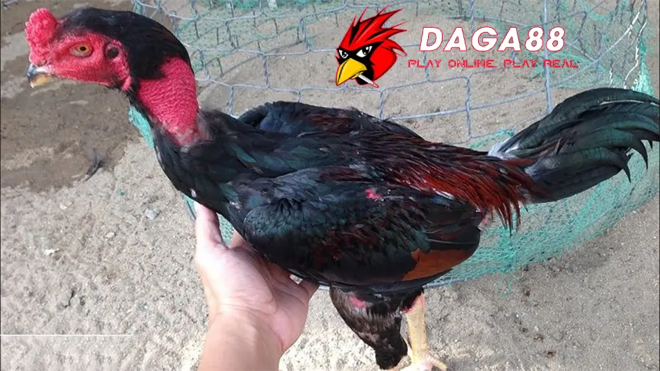 Cách Chăm sóc gà chọi sau khi cắt tai tích DAGA88