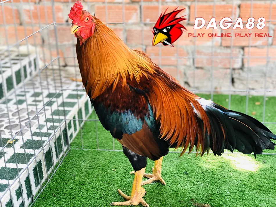 Xổ Gà Chọi Đúng Cách: Tăng Lực, Sức Bền, Chiến Thắng 3 Cách Chăm Sóc Gà Chọi Trước Và Sau Khi Xổ: Chế Độ Dinh Dưỡng Và Vệ Sinh DAGA88