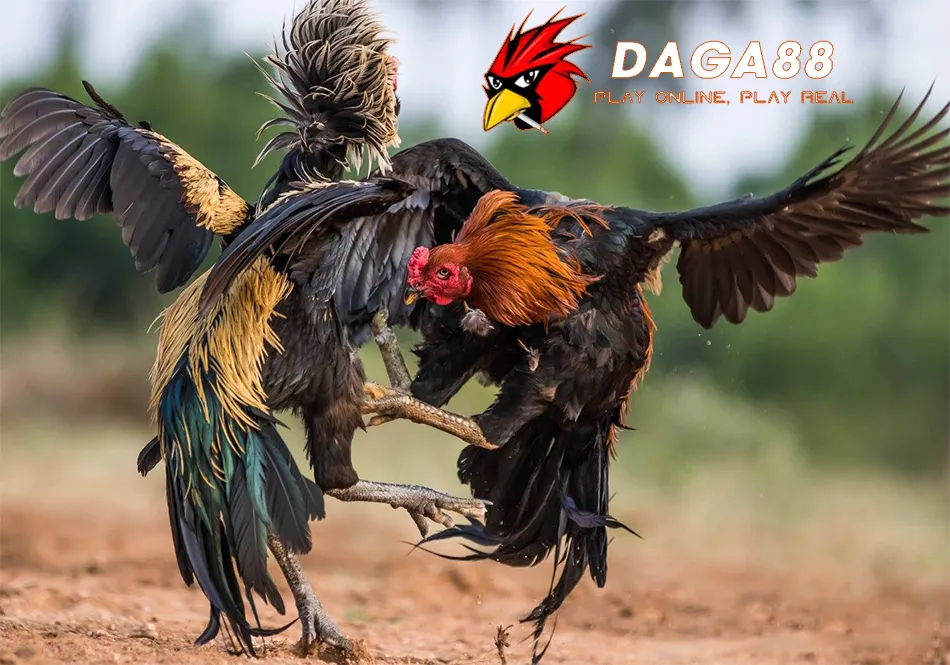 Cách Chăm Sóc Và Huấn Luyện Gà Đá Cựa Sắt Đạt "Chuẩn" DAGA88