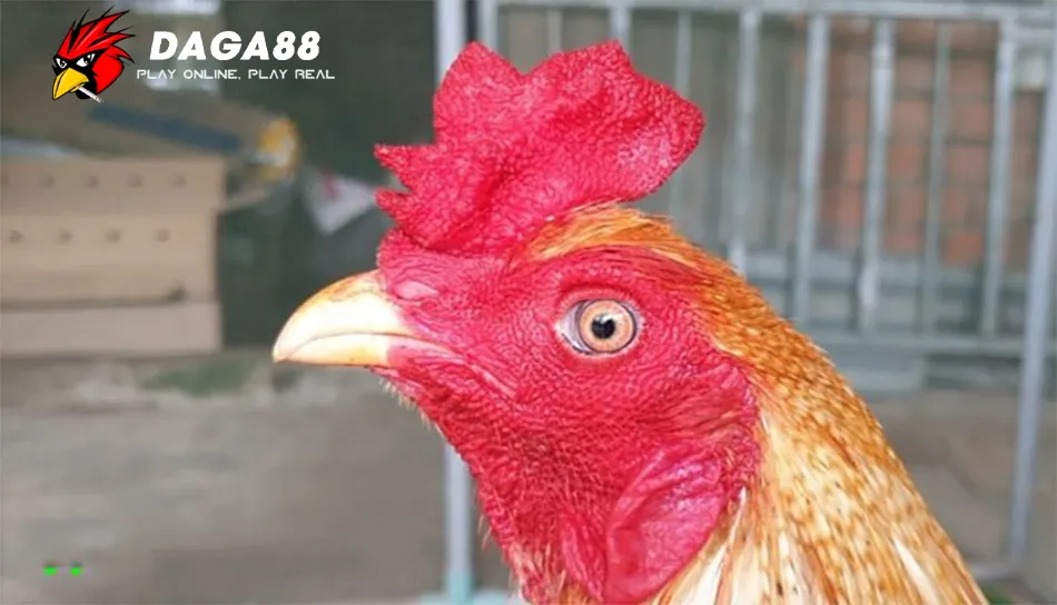Tổng Hợp Các Loại Mồng Gà Chọi: Sư Kê Nào Cũng Cần Biết 4 Cách Chăm Sóc Và Bảo Vệ Mồng Gà Chọi DAGA88