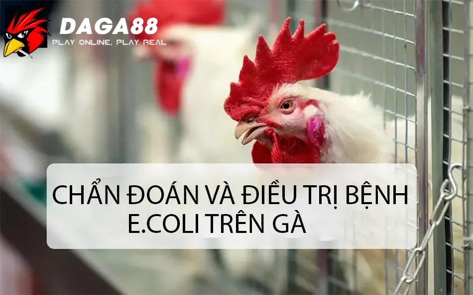 Cách Chẩn đoán và điều trị bệnh E.coli trên gà DAGA88