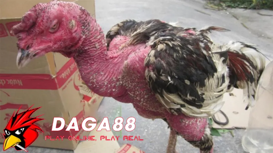 Cách Chẩn đoán và Điều trị Bệnh Tụ Huyết Trùng DAGA88