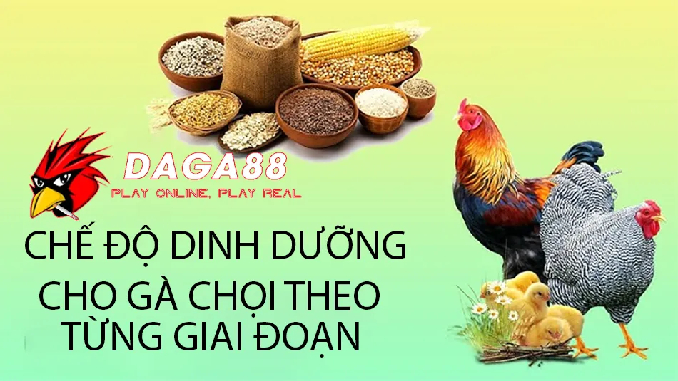 Lộ Trình Chăm Sóc Gà Chọi Mới Nở Thành Chiến Kê Vô Địch 2 Các Chế Độ Dinh Dưỡng Cho Gà Chọi Theo Từng Giai Đoạn DAGA88
