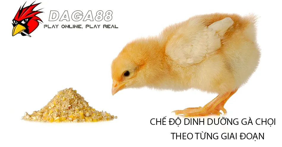 Các Chế độ dinh dưỡng gà chọi theo từng giai đoạn phát triển DAGA88