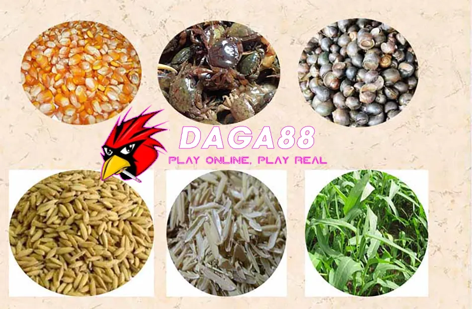 Cách Tập Lực Cho Gà Chọi: Những Bài Tập Quan Trọng Và Hiệu Quả 3 Các Chế Độ Dinh Dưỡng Và Chăm Sóc Gà Chọi Trong Quá Trình Tập Lực DAGA88