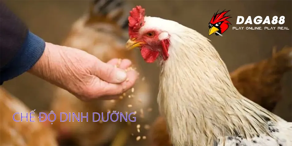 Các Chế Độ Dinh Dưỡng: Chìa Khóa Cho Gà Đá Bo Lớn DAGA88