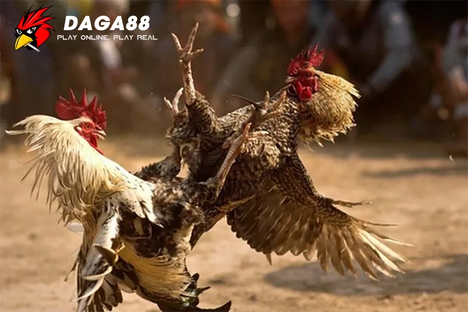 DAGA88 Chế Độ Tập Luyện: Xây Dựng Lực Đá Mạnh Mẽ