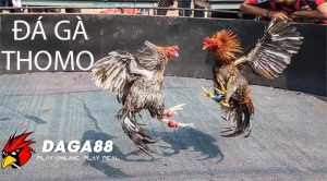 Giới thiệu Đá Gà Thomo – Sân Chơi Gà Chọi Đỉnh Cao Tại Campuchia DAGA88