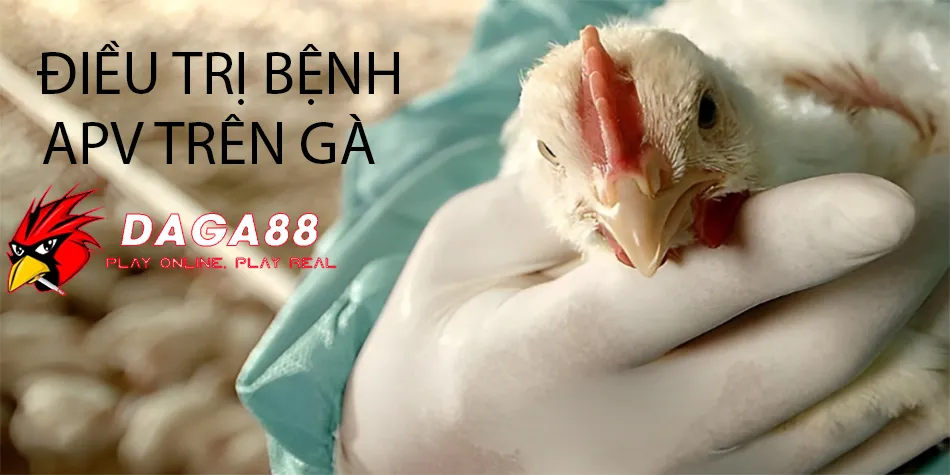 Bệnh APV trên Gà: Triệu Chứng, Tác Hại và Cách Phòng Tránh Hiệu Quả 4 Cách Điều Trị Bệnh APV Trên Gà: Các Biện Pháp Hỗ Trợ và Giảm Thiểu Thiệt Hại