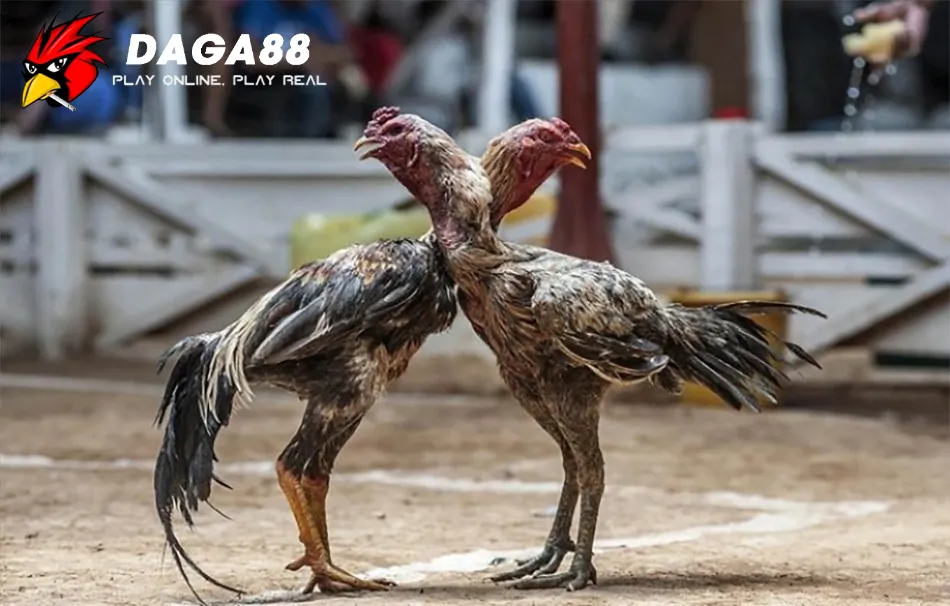 Lộ Trình Chăm Sóc Gà Chọi Mới Nở Thành Chiến Kê Vô Địch 3 Cách Huấn Luyện Gà Chọi Từ Cơ Bản Đến Nâng Cao DAGA88