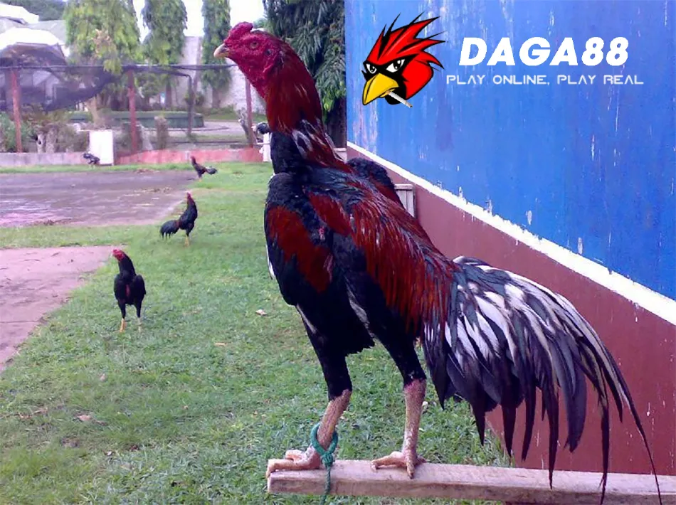 Tuyển Tập Các Kiểu Mắt Gà Chọi Lì Lợm, Gan Góc Nhất 2 Một số Kinh Nghiệm Chọn Gà Chọi Mắt Lì: Tuyệt Chiêu Của Các Sư Kê DAGA88