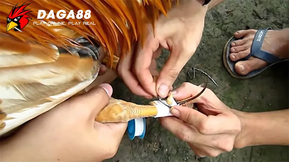 Cách Lên Cựa Gà Chuẩn Xác: Tối Ưu Hóa Chiến Thuật Đá Gà 2 Hướng dẫn Kỹ Thuật Lên Cựa Gà Chuẩn: Các Bước Thực Hiện An Toàn và Hiệu Quả DAGA88