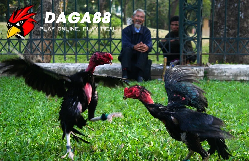 Tuyệt Chiêu Vần Gà Chọi Lì Đòn, Nâng Tầm Sức Mạnh 3 Hướng dẫn Kỹ Thuật Vần Gà Chọi An Toàn Và Hiệu Quả DAGA88