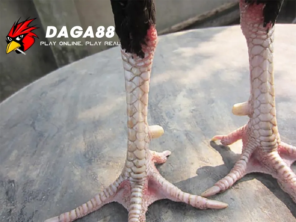 Hướng dẫn Kỹ thuật xem vảy gà chọi từ cơ bản đến nâng cao DAGA88