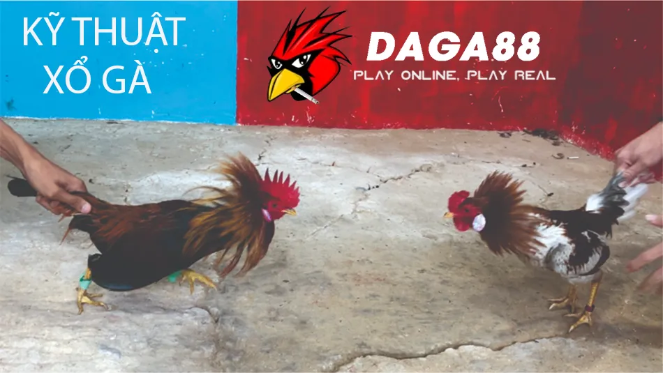 Xổ Gà Chọi Đúng Cách: Tăng Lực, Sức Bền, Chiến Thắng 2 Hướng Dẫn Kỹ Thuật Xổ Gà Chọi: Hướng Dẫn Chi Tiết Cho Từng Giai Đoạn DAGA88