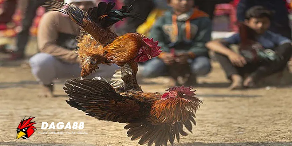 Đá Gà Thomo Là Gì? Khám Phá Thế Giới Đá Gà Cực Đỉnh! 2 Hướng dẫn Luật Chơi Và Các Loại Hình Đá Gà Thomo DAGA88