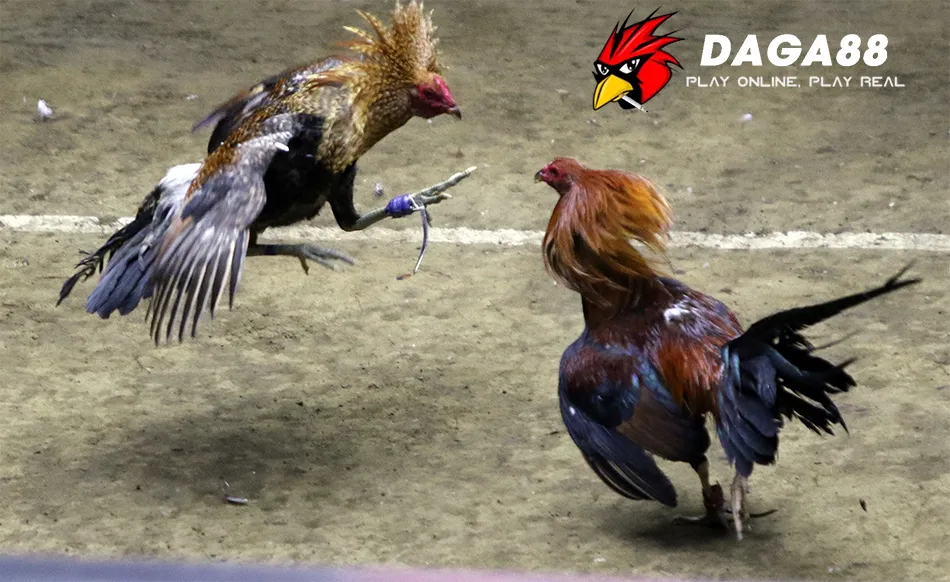 DAGA88 Luật chơi và cách chơi đá gà cựa dao Philippines