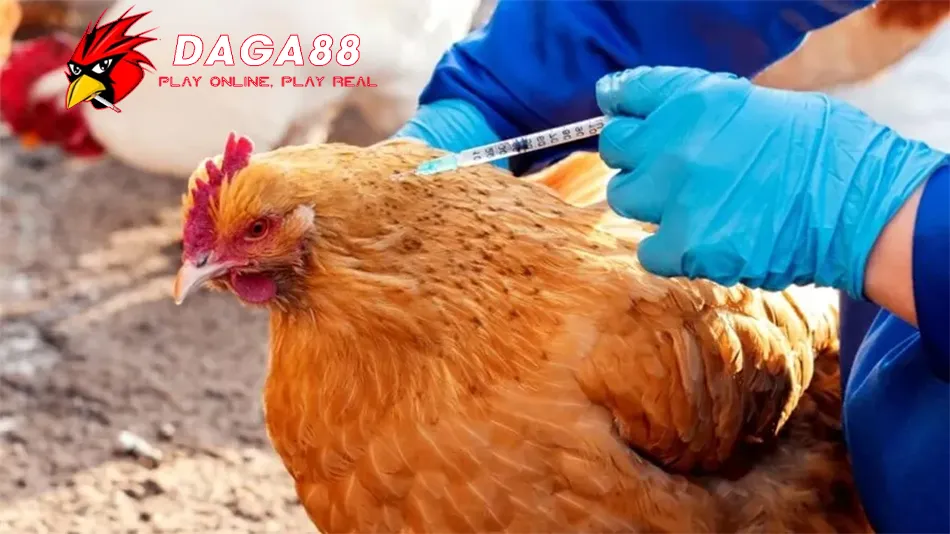 Những Lưu Ý Khi Tiêm Phòng Cho Gà DAGA88