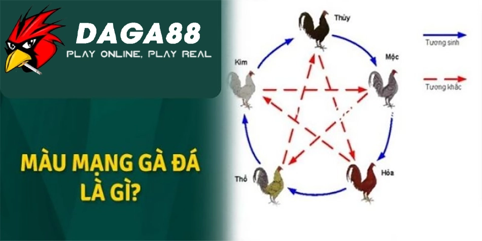 Cách Xem Mạng Gà Đá Chuẩn Xác Nhất: Chọn Gà Đúng Ngày, Thắng Lớn! 1 Tìm hiểu mạng gà đá là gì? Ý nghĩa của việc xem mạng gà DAGA88