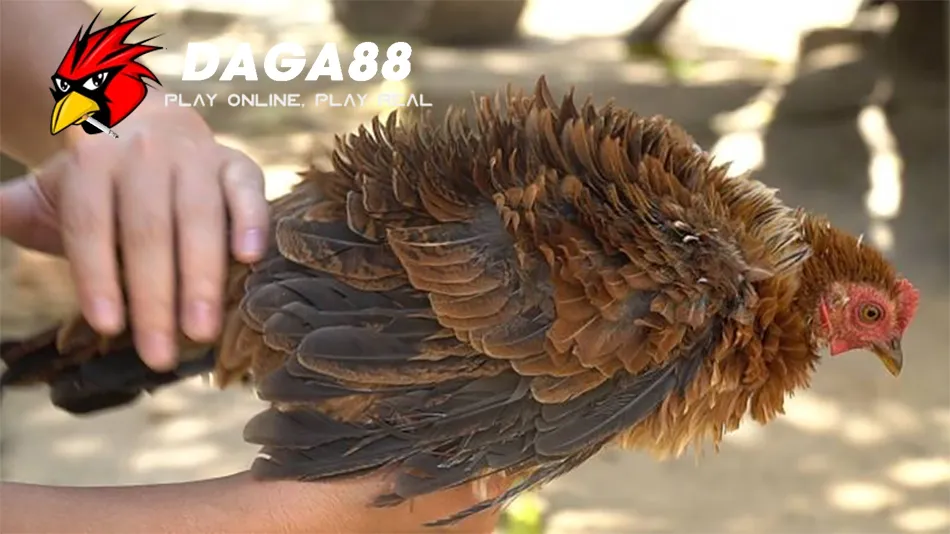 Cần Một Số Lưu Ý Khi Chăm Sóc Gà Chọi Bị Xù Lông DAGA88