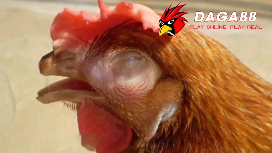 Bệnh APV trên Gà: Triệu Chứng, Tác Hại và Cách Phòng Tránh Hiệu Quả 2 Một sỐ Nguyên Nhân và Con Đường Lây Lan của Bệnh APV Trên Gà DAGA88