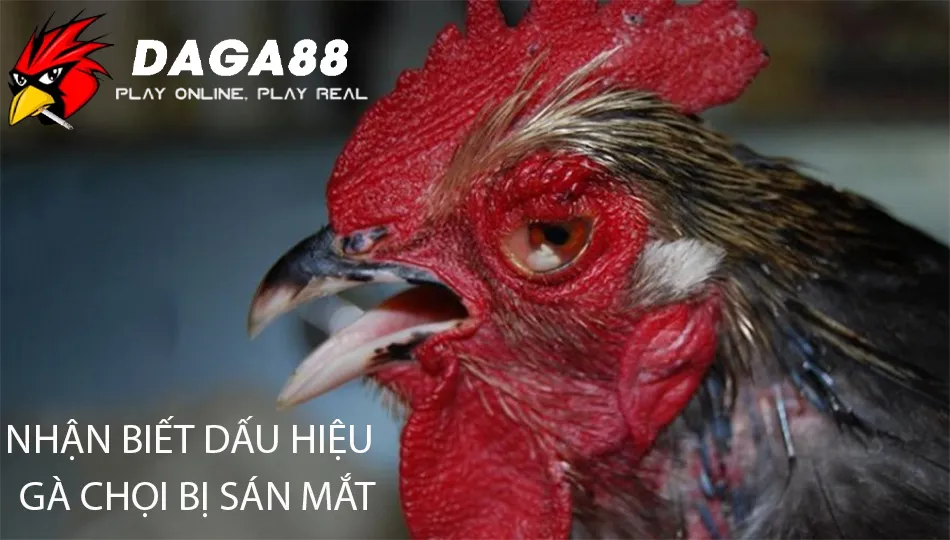 Giải Pháp Nhanh Chóng Chữa Sán Mắt Cho Gà Chọi 1 Cách Nhận biết dấu hiệu gà chọi bị sán mắt: Triệu chứng và tác hại DAGA88