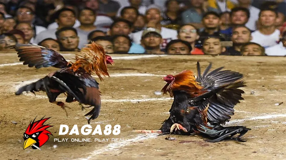 Một số Những Lưu Ý Khi Tham Gia Đá Gà Cựa Sắt DAGA88