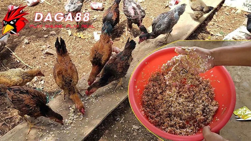 Cần Những lưu ý quan trọng khi chăm sóc dinh dưỡng cho gà chọi DAGA88