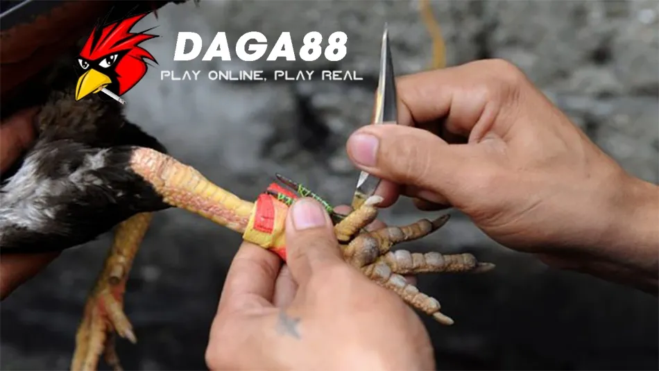 Cách Lên Cựa Gà Chuẩn Xác: Tối Ưu Hóa Chiến Thuật Đá Gà 3 Một số Những Lưu Ý Quan Trọng Khi Lên Cựa Gà và Luật Chơi Đá Gà DAGA88