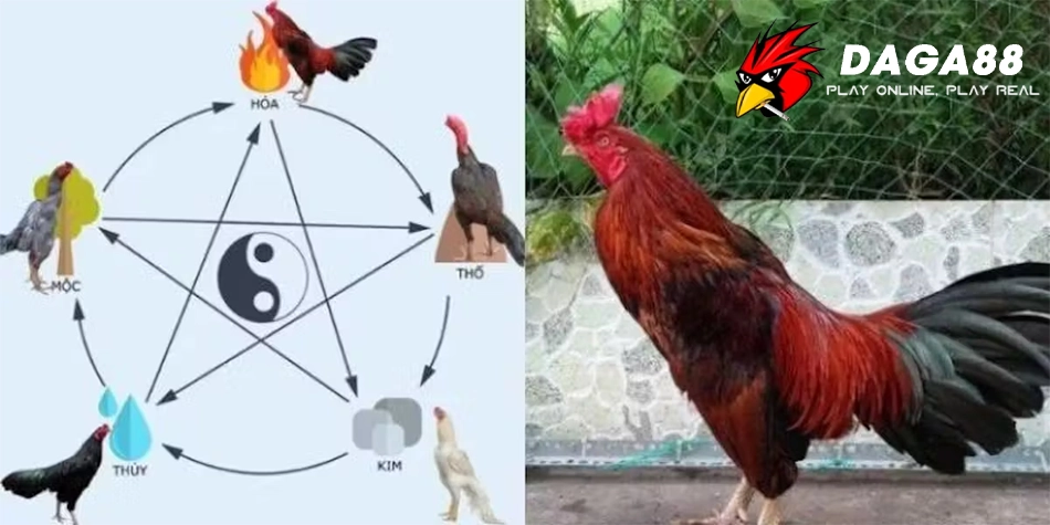 Cách Xem Mạng Gà Đá Chuẩn Xác Nhất: Chọn Gà Đúng Ngày, Thắng Lớn! 3 Một số những lưu ý quan trọng khi xem mạng gà đá DAGA88