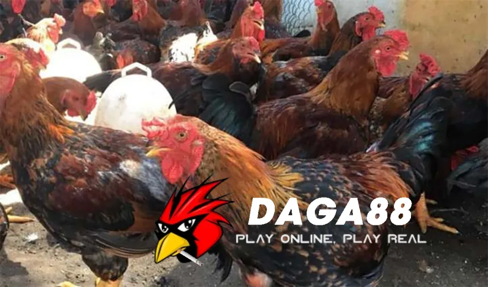 Bệnh Đậu Gà Là Gì? Tìm Hiểu Về Bệnh Truyền Nhiễm Nguy Hiểm Ở Gà 3 Cách Phòng ngừa và điều trị bệnh đậu gà hiệu quả DAGA88