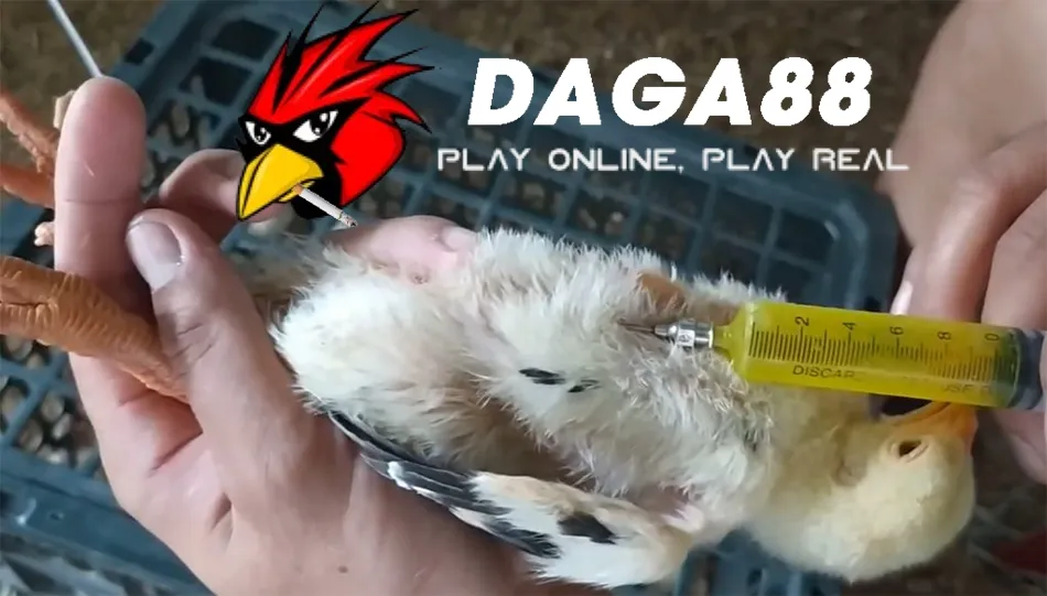 Lộ Trình Chăm Sóc Gà Chọi Mới Nở Thành Chiến Kê Vô Địch 4 Cách Phòng Và Trị Bệnh Cho Gà Chọi DAGA88