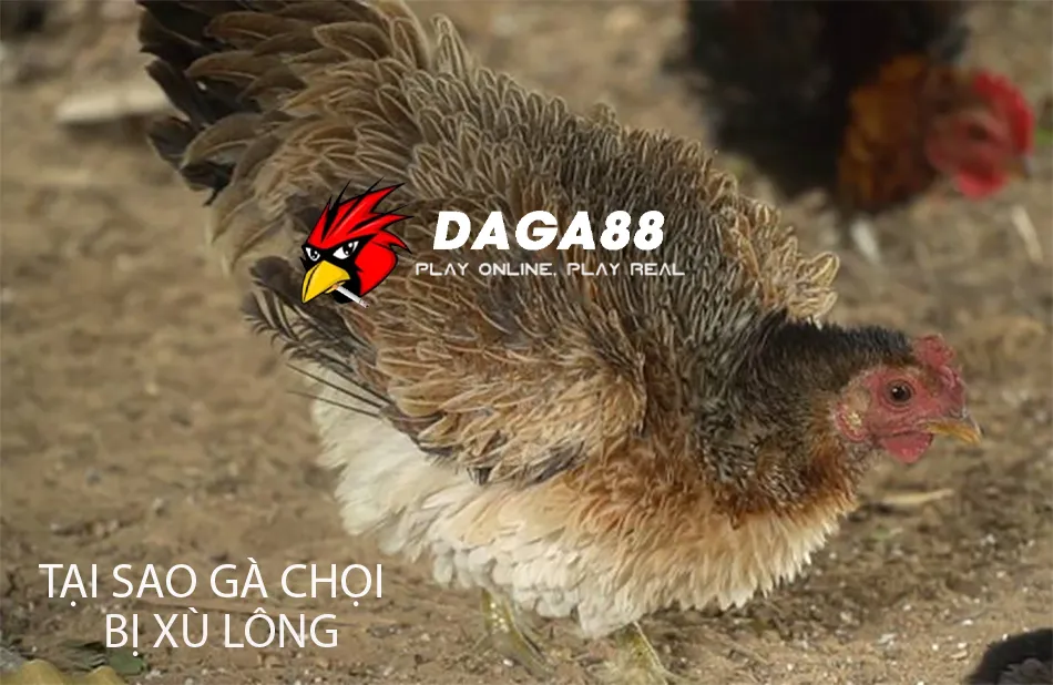 Tại Sao Gà Chọi Bị Xù Lông? DAGA88