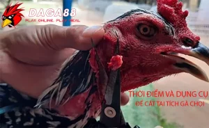 Những Thời điểm và dụng cụ cần thiết để cắt tai tích cho gà chọi DAGA88