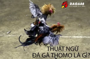 Thuật ngữ Đá Gà Thomo Là Gì?DAGA88