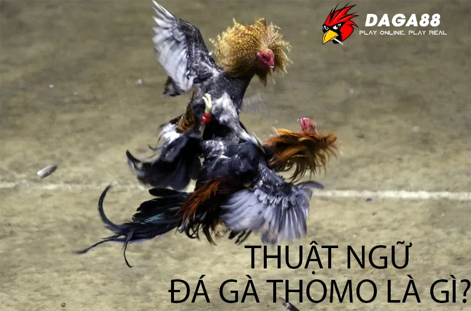 Thuật ngữ Đá Gà Thomo Là Gì?DAGA88 